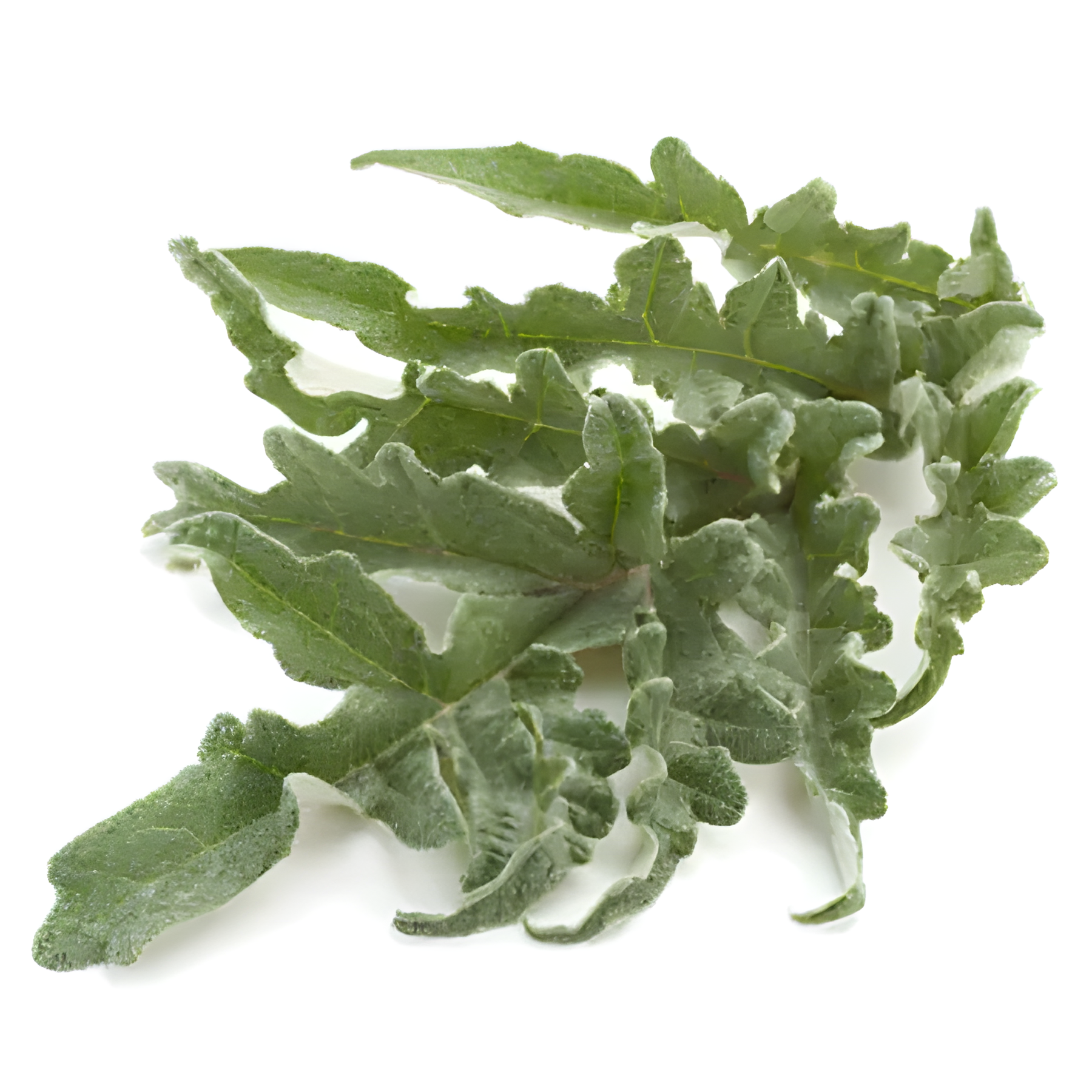 EKSTRAKT LISTA ARTIČOKE